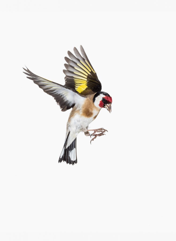 Carduelis-carduelis