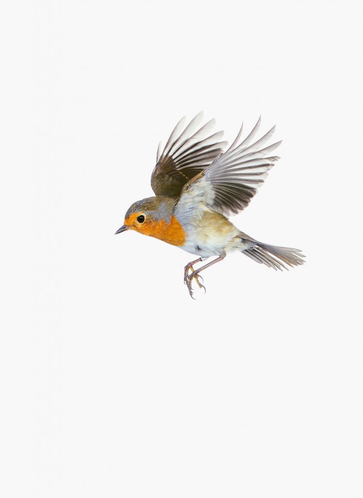 Erithacus_rubecula-in-flight